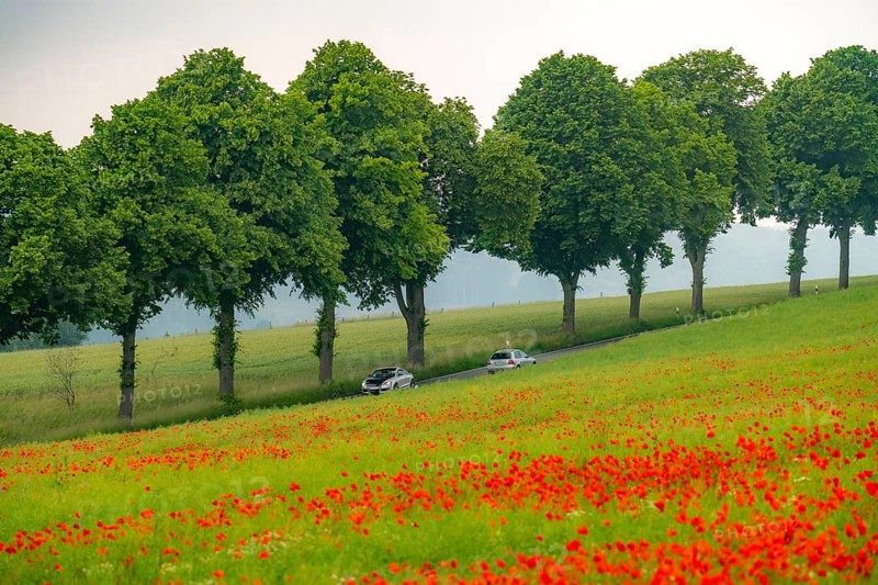 Country road near Warstein, row of trees, cornfield with blooming poppies, Sauerland, North Rhine-Westphalia, Germany, Europe