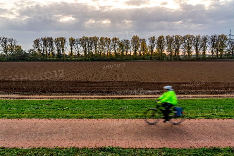 Landscape, near Meerbusch-Nierst, cycle path along the Rhine dyke, row of trees, field, North Rhine-Westphalia, Germany, Europe