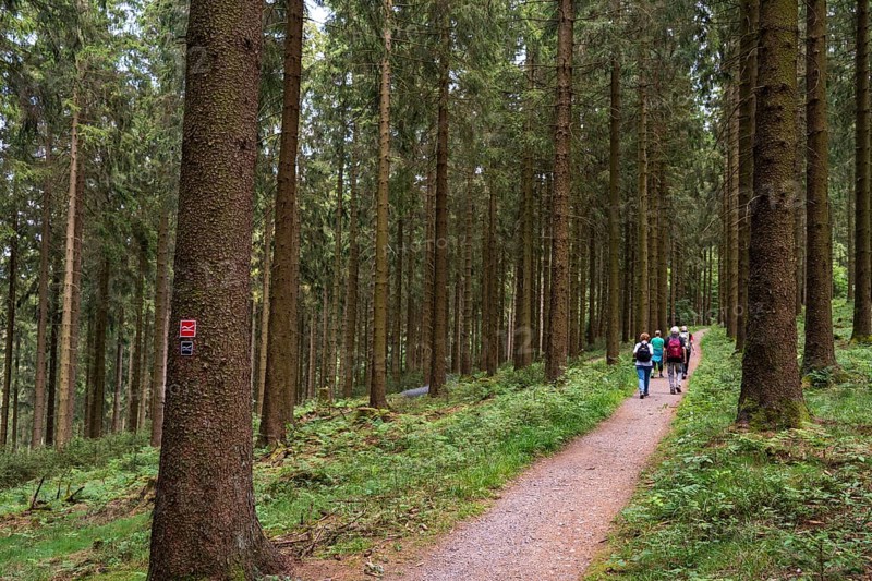 Hiking in the Sauerland, trail near Jagdhaus, Rothaarsteig district of Schmallenberg, North Rhine-Westphalia, Germany, Europe