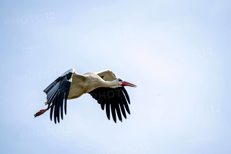 White storks, in the stork care centre Wesermarsch, near Berne, on the river Berne, up to 50 pairs of storks hatched their offspring here, many injured, handicapped storks live here all year round in care, Berne, Lower Saxony, Germany, Europe