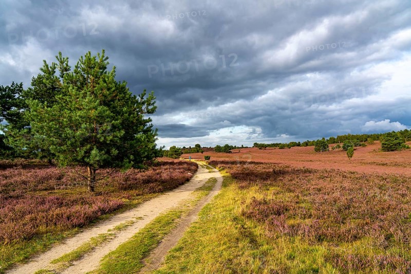 Flowering heath, heather and juniper bushes, near Wilseder Berg, in the Lüneburg Heath nature reserve, Lower Saxony, Germany, Europe