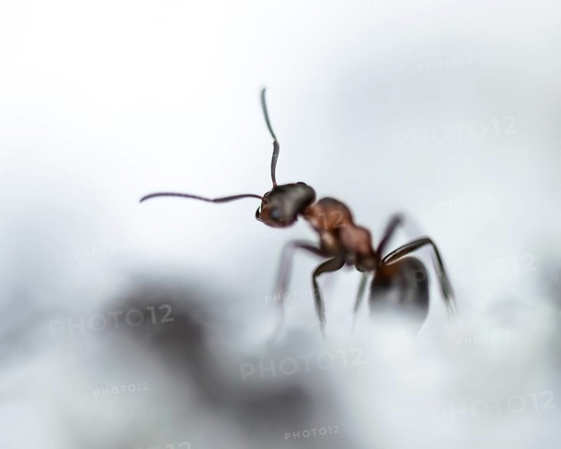 Wood ant (Formica) walking to the left, in motion, profile view, blurred background and foreground, antennae pointing forwards, macro, cropped, Carinthia, Austria, Europe