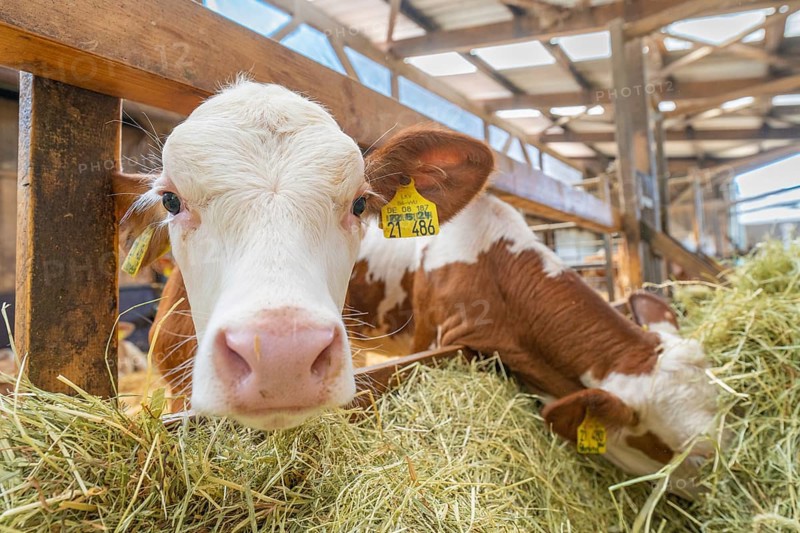 Cow eating hay in the barn, labels are attached to the ears, Haselstaller Hof, Gechingen, Black Forest, Germany, Europe