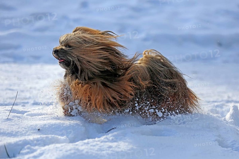 Lhasa Apso, Lhasa terrier, lion dog, Tibet, snow