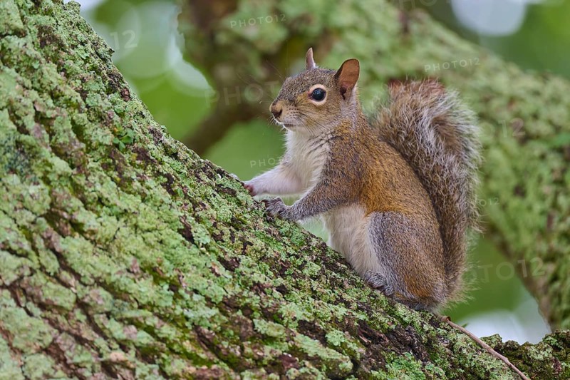 American grey squirrel (Sciurus carolinensis), sitting on a moss-covered tree trunk and looking around attentively, Pembroke Pines, Florida, USA, North America