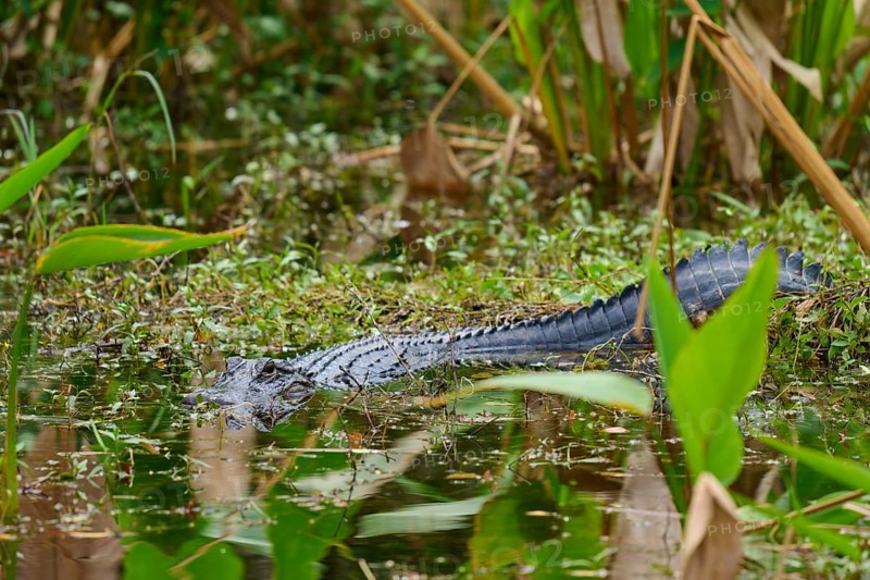 American alligator (Alligator mississippiensis), in the water, spring, Shark valley, Everglades National Park, Florida, USA, North America