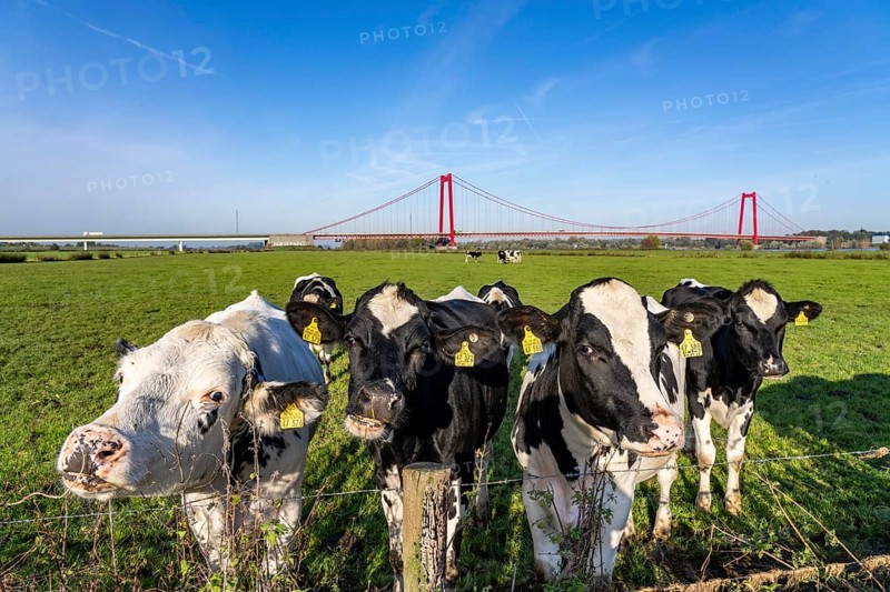 The Rhine bridge Emmerich, federal road B220, longest suspension bridge in Germany, is currently being renovated, bridge damage, left bank pasture, cattle, young bulls, Lower Rhine, North Rhine-Westphalia, Germany, Europe