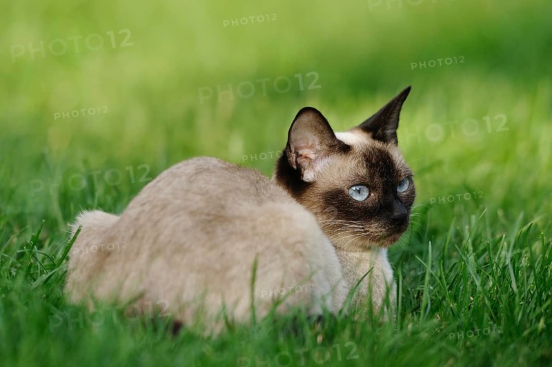 Siamese cat lies relaxed on a green meadow and looks curiously, domestic cat (Felis catus), Siamese cat, Siam Seal Point, Bavaria