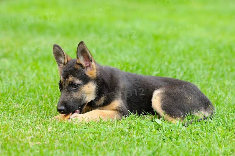 A playful German Shepherd puppy lies in the grass and chews, German Shepherd, shorthair