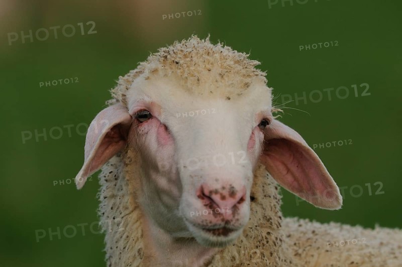 Close-up of a sheep with prominent ears in the green background, domestic sheep (Ovis orientalis aries), Bavaria