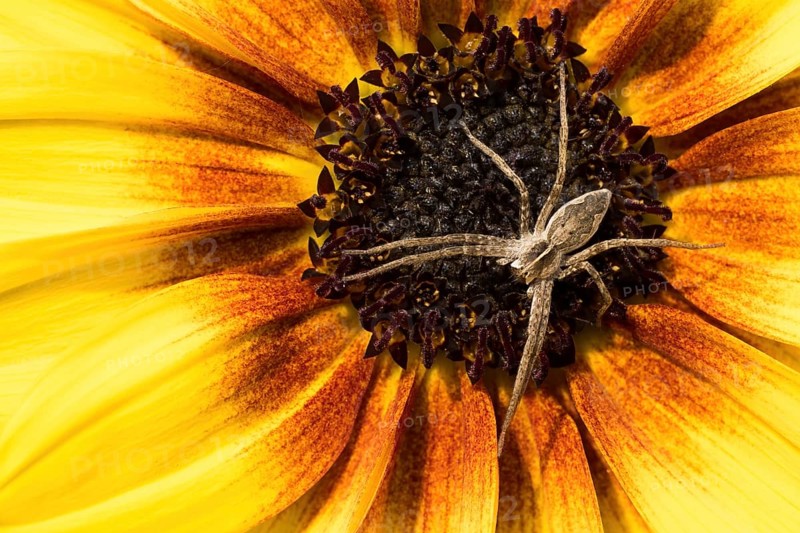 Close-up view of a list spider (Pisaura mirabilis) crawling on the centre of a large yellow sunflower, Hesse, Germany, Europe