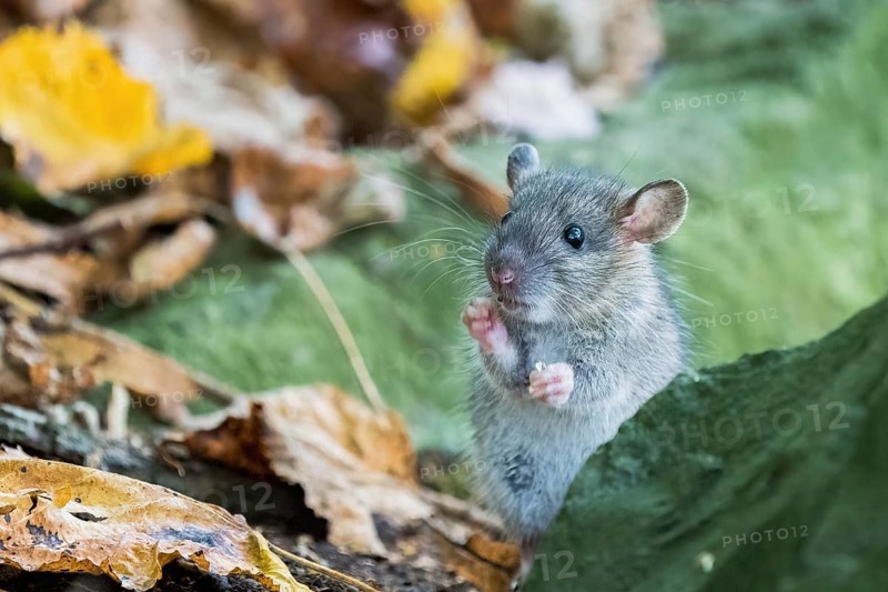 A juvenile Norway rat (Rattus norvegicus) stands attentively on two legs between autumn leaves behind a stone, Hesse, Germany, Europe