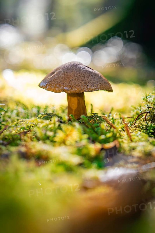 A single mushroom growing on a moss-covered forest floor in the soft light of the forest, Calw, Black Forest, Germany, Europe