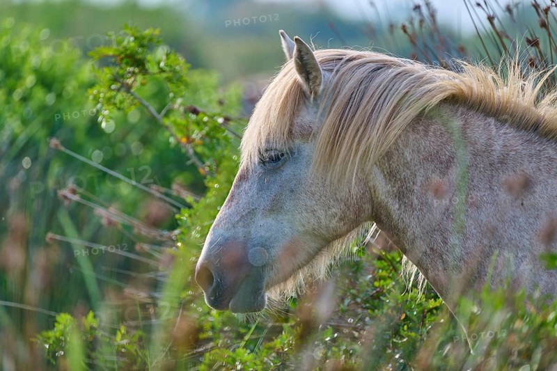 A white Camargue horse in profile in green nature, surrounded by grass and plants, conveys a peaceful atmosphere, Camargue, France, Europe