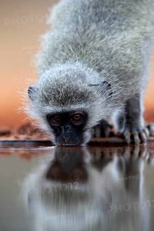 Vervet Monkey (Chlorocebus pygerythrus), adult, drinking, portrait, at the water, Kruger National Park, Kruger National Park, Kruger National Park South Africa