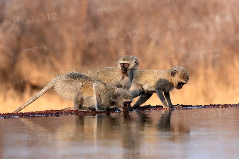 Vervet Monkey (Chlorocebus pygerythrus), adult, three animals, group, drinking, at the water, Kruger National Park, Kruger National Park, Kruger National Park South Africa