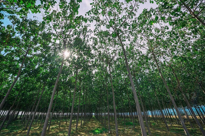 Tree plantation, reforestation, forestry, climate, climate change, ecology, Tuscany, Italy, Europe