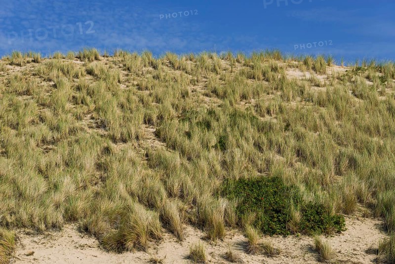 Heath landscape, dune landscape, hiking, excursion, nature, tourism, travel, blue sky, Kampen, Sylt, Germany, Europe