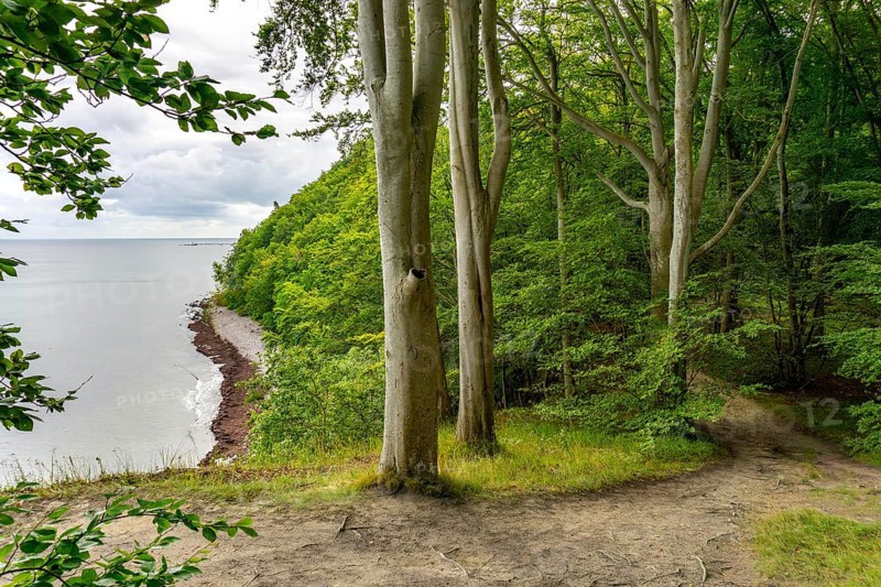 The Hochuferwanderweg from Baabe via Sellin to Binz, through dense beech forest, along the cliffs, with many views of the Baltic Sea, here the section shortly after Sellin on the way to Binz, Mecklenburg-Vorpommern, Germany, Europe