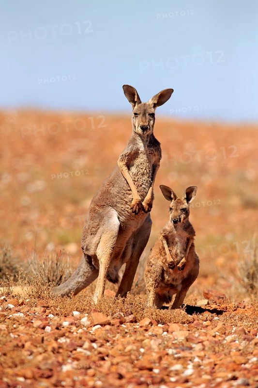 Red kangaroo (Macropus rufus), female with half-grown young, Sturt National Park, New South Wales, Australia, Oceania