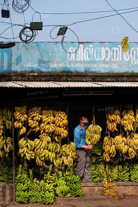 Electrical wiring, man hanging banana plants, bananas, banana trader, Alappuzha or Alleppy, Kerala, India, Asia