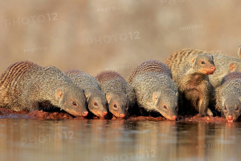 Zebra mongoose (Mungos mungo), adult, group, at the water, drinking, Kruger National Park, Kruger National Park, Kruger National Park South Africa