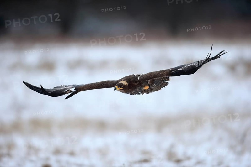 Steppe eagle (Aquila nipalensis), adult in the snow, flying, in winter, snow, Zdarske Vrchy, Bohemian-Moravian Highlands, Czech Republic, Europe