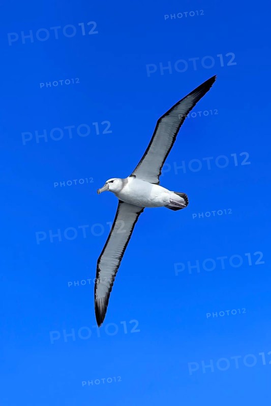 White-capped albatross (Thalassarche cauta), adult, flying, Cape of Good Hope, South Africa, Africa