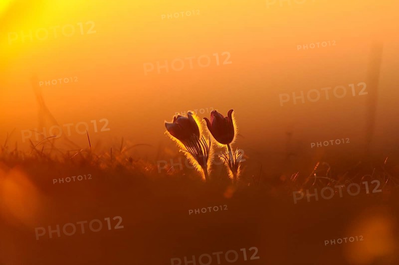 Flower silhouette in the sunset with warm light, Pasque flower (Pulsatilla vulgaris), Upper Palatinate