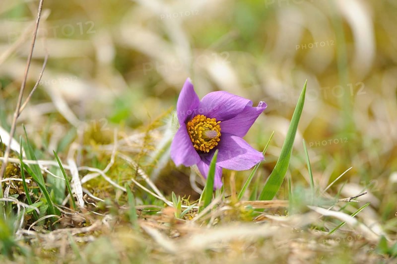 Close-up of a purple flower in a meadow in daylight, Pasque flower (Pulsatilla vulgaris), Upper Palatinate