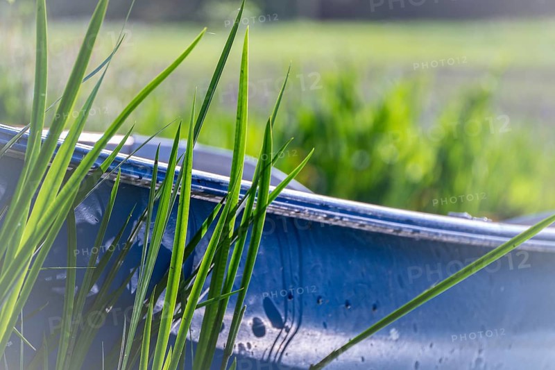Small, cobalt blue boat, foreground high reed grass in green, background reeds and meadow blurred, Dortmund, North Rhine-Westphalia, Germany, Europe