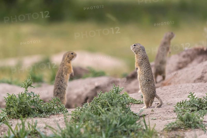 Three European ground squirrel (Spermophilus citellus) or European souslik standing erected on sand and in tall grass feeding on seeds and looking for enemies