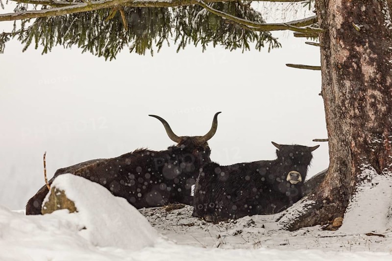 One female aurochs or urus or ure (Bos primigenius), and a calf resting in the snow at a forest edge