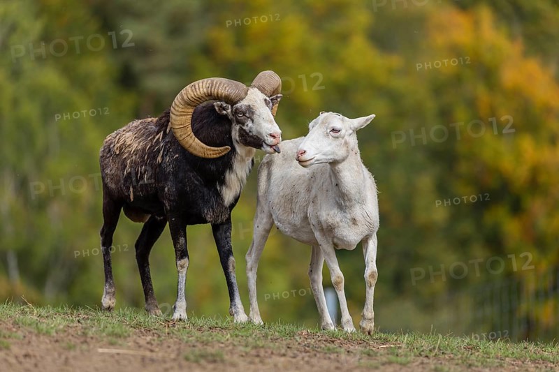 One male snow sheep (Ovis nivicola), or Siberian bighorn sheep checks the readiness of a goat to mate
