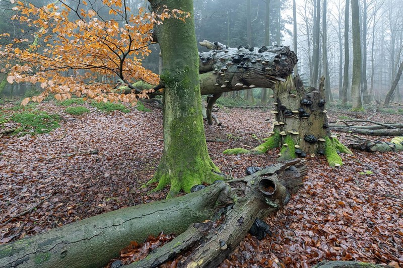 Old copper beeches (Fagus sylvatica) with tinder fungus (Fomes fomentarius) in the fog, Emsland, Lower Saxony, Germany, Europe