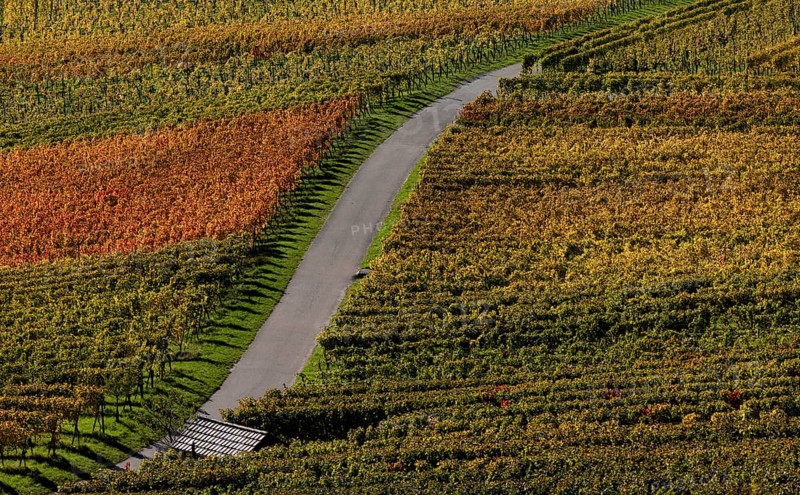 Road, path, through vineyard, vines, grapevines, wine growing, autumn colours, autumn, Kappelberg, Fellbach, Waiblingen, Baden-Württemberg, Germany, Europe
