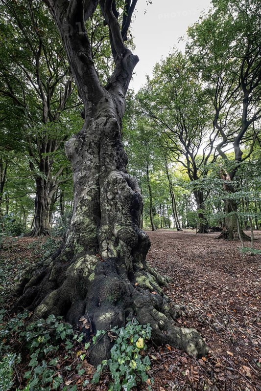 Old copper beech (Fagus sylvatica), Emsland, Lower Saxony, Germany, Europe