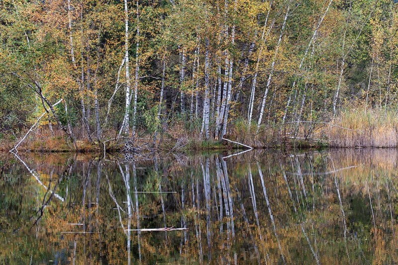 Birches (Betula), autumn colours, autumn coloured trees are reflected in the water of the moor pond, Oberstdorf, Oberallgäu, Allgäu, Bavaria, Germany, Europe