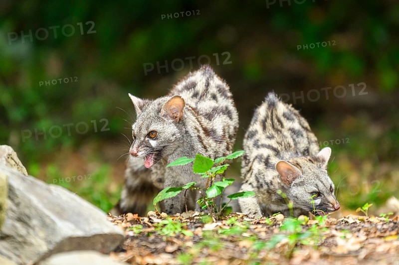 Two Common genets (Genetta genetta), wildlife in a forest, Montseny National Park, Catalonia, Spain, Europe