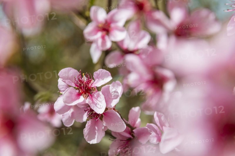 Peach blossoms about 3 weeks earlier this year, Rippien, Saxony, Germany, Europe