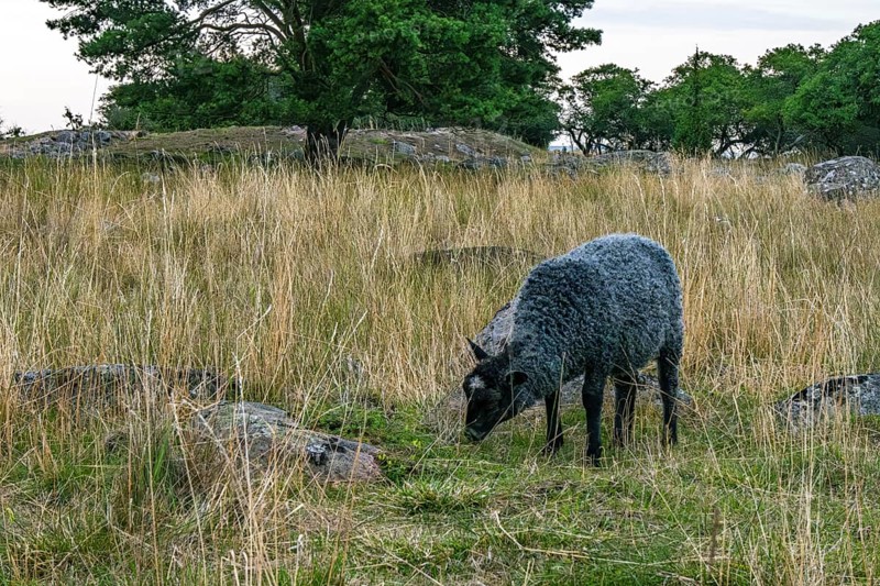 Sheep grazing under the Öland Bridge (Ölandsbron) in the evening light, Kalmar, Kalmar län, Sweden, Scandinavia, Northern Europe, Europe