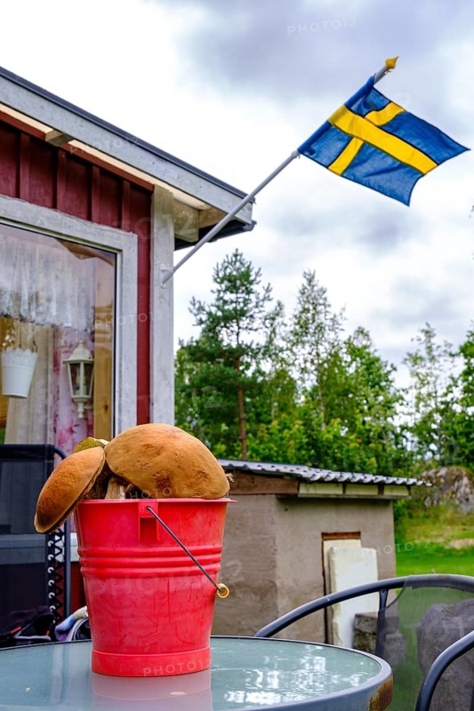 Bucket full of freshly picked wild mushrooms on a garden table in front of a holiday home with a Swedish flag in Blekinge, Sweden, Europe