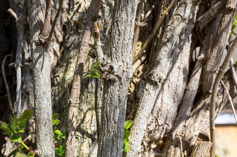 Tree trunks of Sambucus nigra (Sambucus nigra) with freshly sprouted leaves, Saxony, Germany, Europe