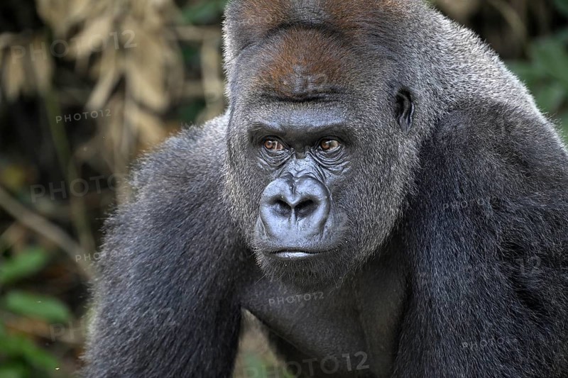Western lowland gorilla (Gorilla gorilla gorilla), portrait, Réserve Lésio-Louna nature reserve, near Moembe, Plateau department, Republic of the Congo