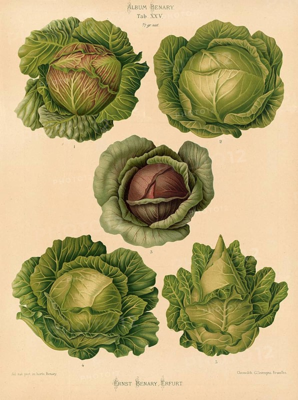 Vegetable, cabbage, white cabbage, red cabbage, after Ernst Samuel Benary (10 November 1819, 19 February 1893), Hessian horticulturalist, Historical, digitally restored reproduction from a 19th century original, Record date not stated