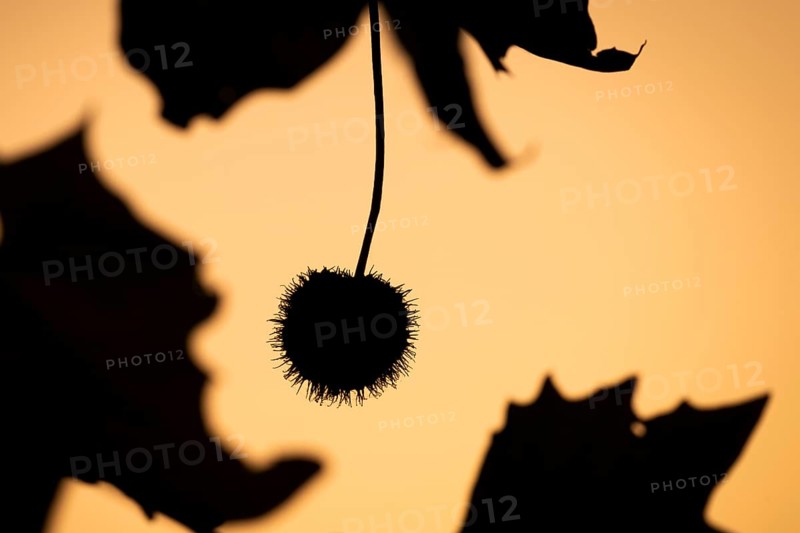 Plane tree, Oriental plane (Platanus orientalis), close-up of fruits and leaves against the light, silhouette, Rosensteinpark, Stuttgart, Baden-Württemberg, Germany, Europe