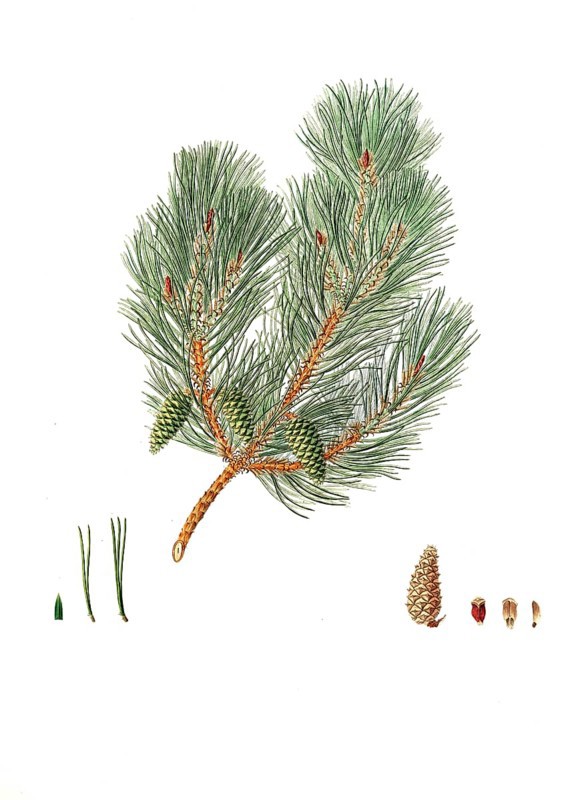 Pine, Pinus variablilis, Variable-leaved bastard pine, tree, digitally enhanced reproduction of an original by Aylmer Bourke Lambert (1761 - 1842), English botanist, published around 1810