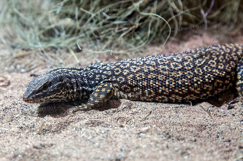 Spiny-tailed monitor lizard (Varanus acanthurus), captive, Germany, Europe