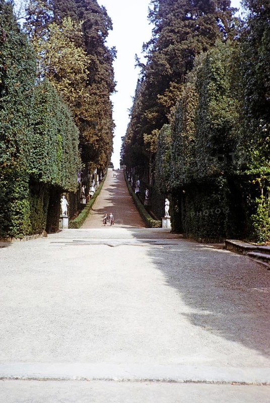 Viale dei Cipressi, Cypress Avenue, Viottolone Boulevard, Boboli Gardens, Florence, Tuscany, Italy 1957