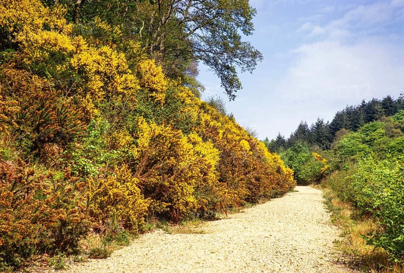 Gelbe Blüte des Gemeinen Stechginsters Ulex europaeus am Wanderweg, Harpford Woods, Sidmouth, Devon, England, UKMai 1973